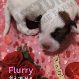Flurry - Red speckled female Australian Cattle Dog puppy in Oronogo, Missouri from Dutton's Show Me Farms