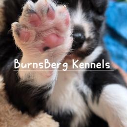 Journee - Black and white female Siberian Husky puppy in East Tawas, Michigan from BurnsBerg's Woolies