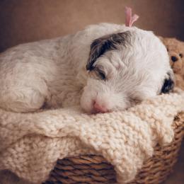 Pink Collar Siobhan - Merle female Bernedoodle puppy in Camden, North Carolina from Fleury Farm Doodles NC