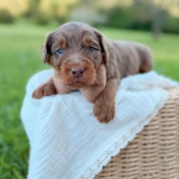 Joe - Merle male Goldendoodle puppy in Ooltewah, Tennessee from Allison Family Doodles