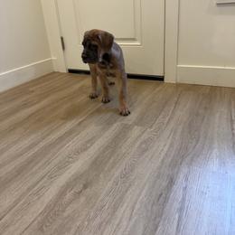 Girl 3 - Gray and fawn female Cane Corso puppy in Tremonton, Utah from Westland Kennels