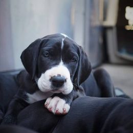 Great Dane Puppies from Danu Danes