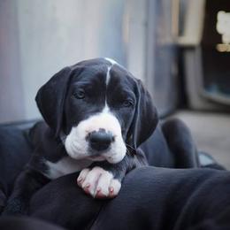 Great Dane Puppies from Danu Danes