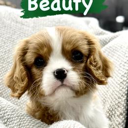 Cavalier King Charles Spaniel Puppies from Hill country cavaliers