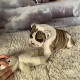 Bulldog Puppies from Sweet Rolls
