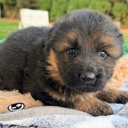 Boy 1 - Black and red male German Shepherd puppy in Watervliet, Michigan from Von Kingsburg Shepherds