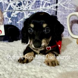 Girl five - Black and cream female Dachshund puppy in Lakeland, Florida from Ruthie’s Rich Mini Dachshunds