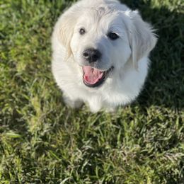 Golden Retriever Puppies from Bramble Berry Goldens