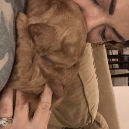 Goldendoodle Puppies from Dapper Doodles of Tennessee