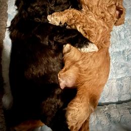Cavapoo and Cockapoo Puppies from Benji’s Cockapoos