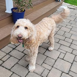 Luna - Goldendoodle