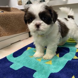 Boy 3 - Tricolor male Shih Tzu puppy in Maxwell, California from Suzie Q Shitzu’s