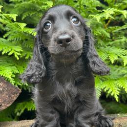 Caviar - Black male Dachshund puppy in Steele, Alabama from Taylored Dachshunds