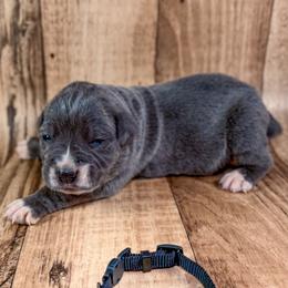 Black Collar - Gray male Cane Corso puppy in Catawba, North Carolina from Catawba Cane Corso