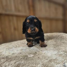 Marley - Black and tan male Dachshund puppy in Anaconda, Montana from Montana Country Dachshunds
