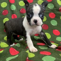 Dora - Black brindle and white female Boston Terrier puppy in Fillmore, Illinois from Wind Hill Puppies