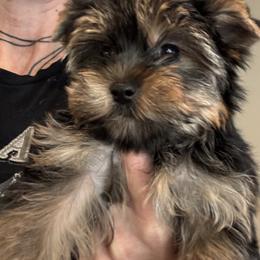 Doll face - Black and gold female Yorkshire Terrier puppy in Riverside, California from Playful Puppies