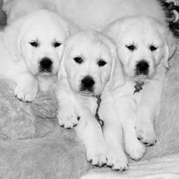Golden Retriever Puppies from Alabaster Goldens