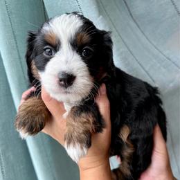 Eolus - female Australian Mountain Doodle puppy in Cortez, Colorado from Sassy Pants Pups