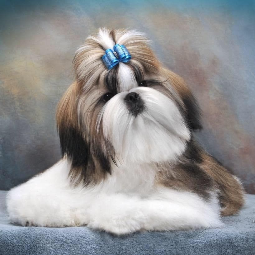 Shih Tzu - Raça de cachorro