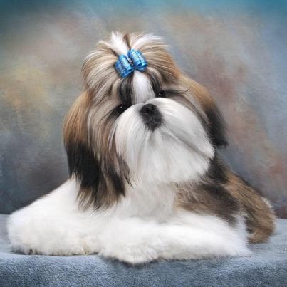 Show groomed Shih Tzu with blue bow