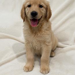 Ariel - Light golden female Golden Retriever puppy in Rancho Cucamonga, California from PureGolden4ever