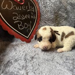 Waverly - Brown and white male Saint Berdoodle puppy in Traverse City, Michigan from Bare Paws Saint Berdoodles
