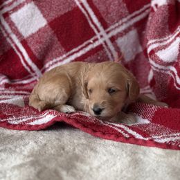 Orange - Cream female Goldendoodle puppy in Fayetteville, Arkansas from Mountain Grove Doodles