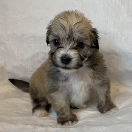 French Bulldog, Mal-Shi, Maltipoo, and Shih Tzu Puppies from NC Stellar Puppies