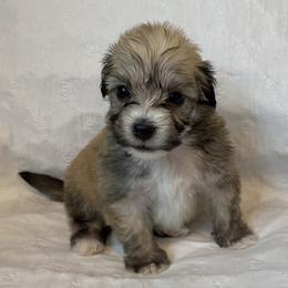 French Bulldog, Mal-Shi, Maltipoo, and Shih Tzu Puppies from NC Stellar Puppies