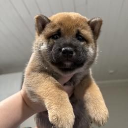 Shiba Inu Puppies from Shiba Co.