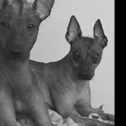 Yuma - Xoloitzcuintli