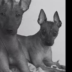 Yuma - Xoloitzcuintli