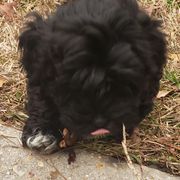 Sporty Mixes from Bayou Babe's Precious Pups