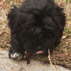 Sporty Mixes from Bayou Babe's Precious Pups