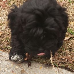 Sporty Mixes from Bayou Babe's Precious Pups