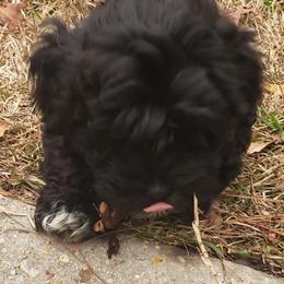 Sporty Mixes from Bayou Babe's Precious Pups