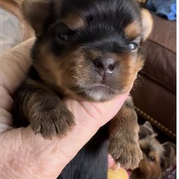 Dasher - Black and gold male Yorkshire Terrier puppy in Oscoda, Michigan from Sweet Bella Babies