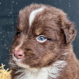 Flame - Red tri-color male Australian Shepherd puppy in Stanford, Kentucky from Red Feather Aussies