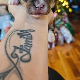 Female 1 - Black and tan female Pembroke Welsh Corgi puppy in Washington from Castle View Royal Rumps