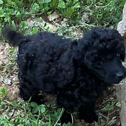 Black boy - Black male Poodle puppy in Rockvale, Tennessee from Cosmic Chinese Cresteds & Wind-Echo Poodles
