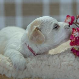 Lily - White female Coton de Tulear puppy in Forney, Texas from Buttercup Cotons of Texas