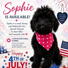 AKC Sophie - Red  female Poodle puppy in Cape Coral, Florida from Ruby the poodle