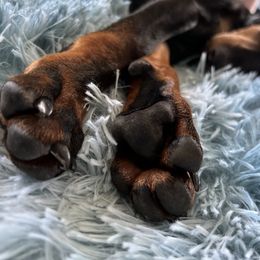 Manchester Terrier Puppies from MosaicManchesters.com