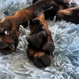 Manchester Terrier Puppies from MosaicManchesters.com