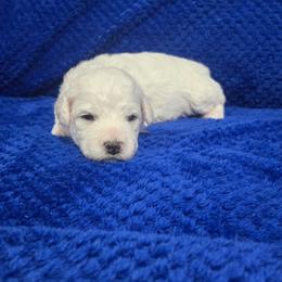 Sirius - Grey Collar - White male Bichon Frise puppy in Pickens, South Carolina from Beloved Bichon