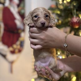 Winnie - Cream female Dachshund puppy in Riverside, California from Rwennies951