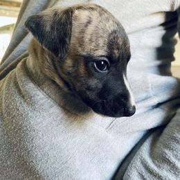 Margot - Whippet puppy from Smithfield Park