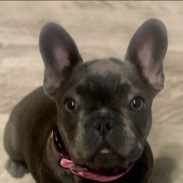 French Bulldogs from P’s Bullytroops