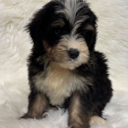 Boy 5-65 - Tri-color male Bernedoodle puppy in West Point, Iowa from Circle A Mini Goldendoodles and Mini Bernedoodles